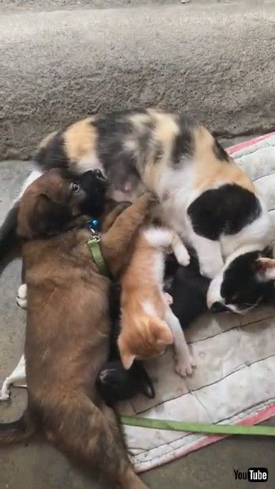 「Friendly Cat Feeds Puppy Dog With Her Kittens || ViralHog」