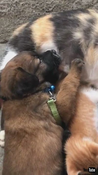 「Friendly Cat Feeds Puppy Dog With Her Kittens || ViralHog」