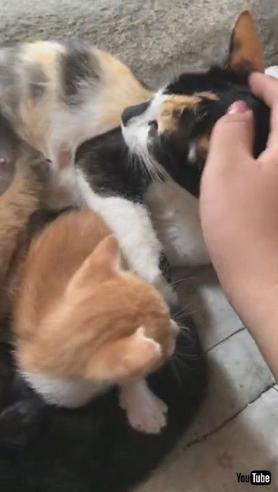 「Friendly Cat Feeds Puppy Dog With Her Kittens || ViralHog」
