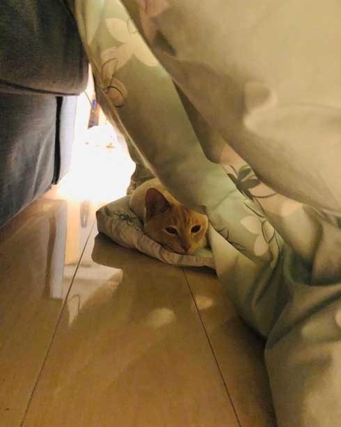 猫 張り紙 おやすみ 寝ている 片付けないで おいも 息子 手描き メモ