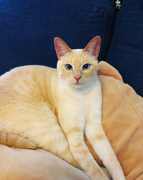 猫 張り紙 おやすみ 寝ている 片付けないで おいも 息子 手描き メモ