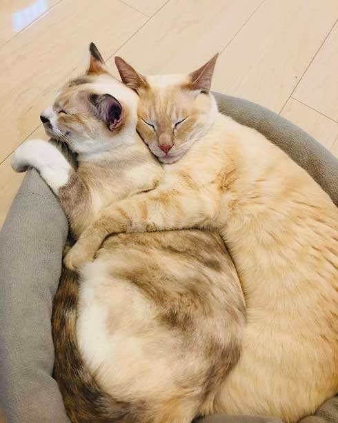 猫 張り紙 おやすみ 寝ている 片付けないで おいも 息子 手描き メモ