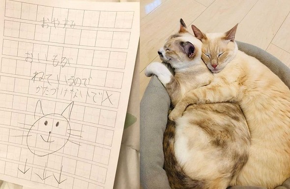 猫 張り紙 おやすみ 寝ている 片付けないで おいも 息子 手描き メモ