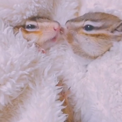 内緒話リスさん