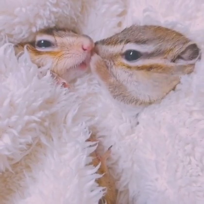 内緒話リスさん