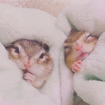 ねむねむリスさん