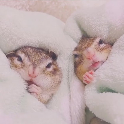 ねむねむリスさん