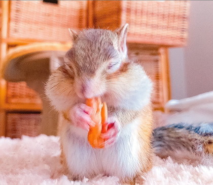 お食事中のももちゃん