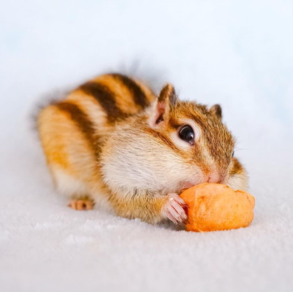 お食事中のちょこくん