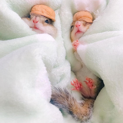 ももちゃんとちょこくん