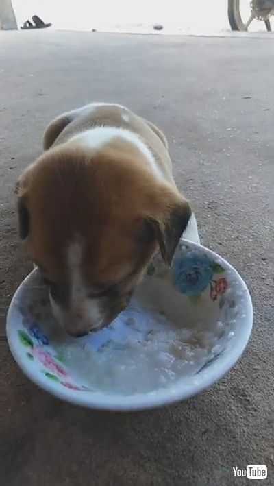 Puppy Eating Falls Asleep with Head in Bowl || ViralHog