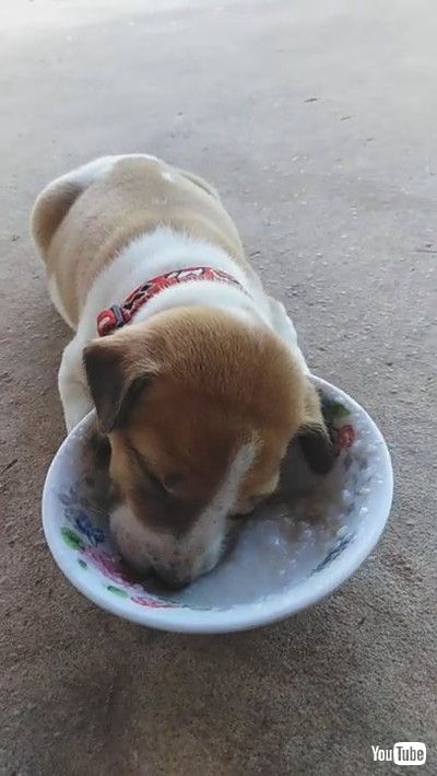 「Puppy Eating Falls Asleep with Head in Bowl || ViralHog