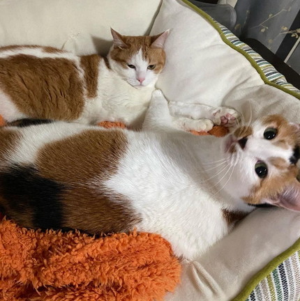 はなこちゃんとめいちゃん