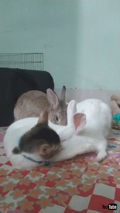 「Cat Helps Clean Bunnies || ViralHog」