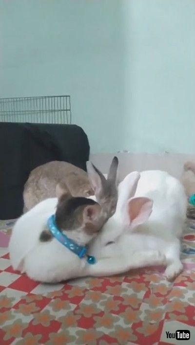 「Cat Helps Clean Bunnies || ViralHog」