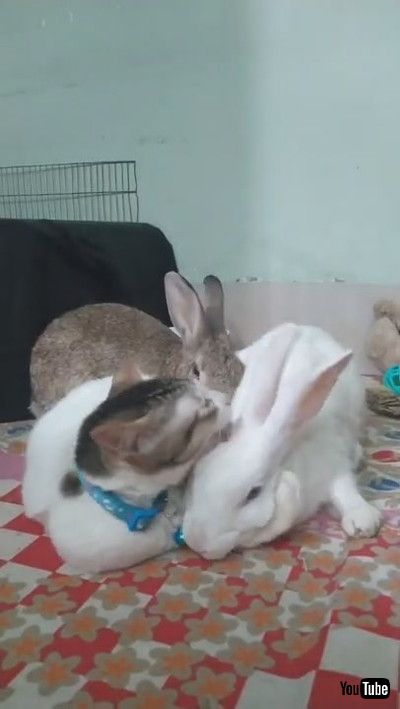 「Cat Helps Clean Bunnies || ViralHog」