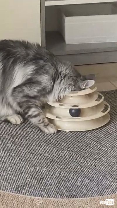 「Cat Finds Creative Way to Play || ViralHog」