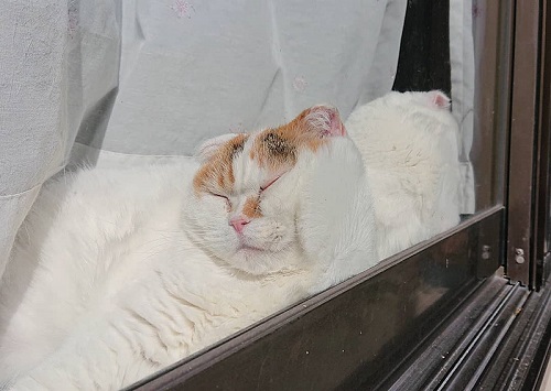 猫