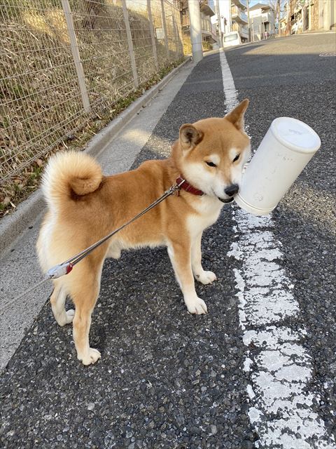 犬