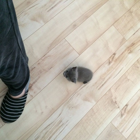 手乗り 子猫 保護 成長 猫