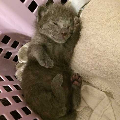 手乗り 子猫 保護 成長 猫