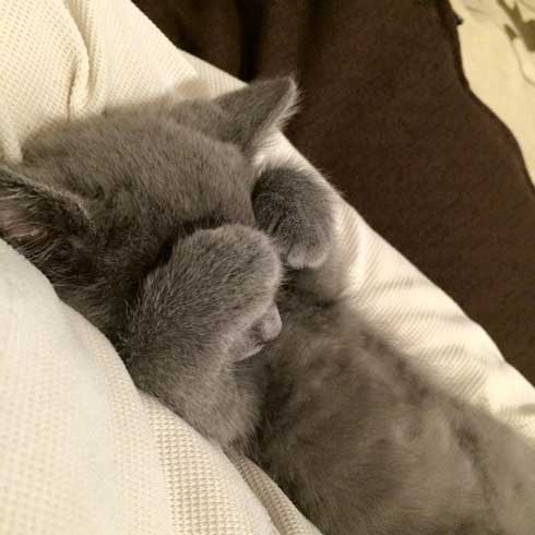 手乗り 子猫 保護 成長 猫