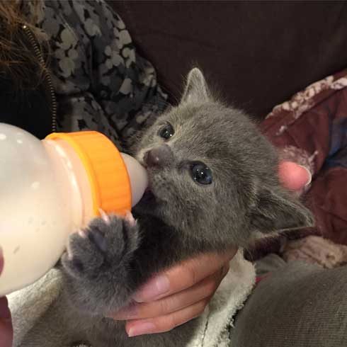 手乗り 子猫 保護 成長 猫