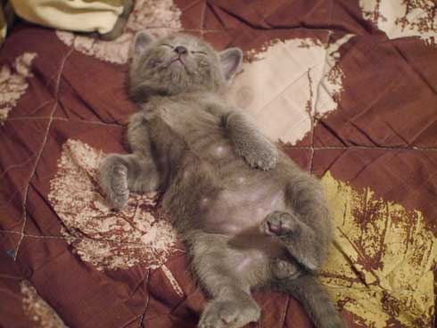 手乗り 子猫 保護 成長 猫