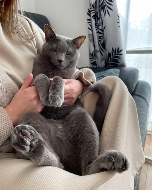 手乗り 子猫 保護 成長 猫