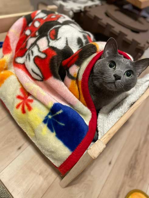 手乗り 子猫 保護 成長 猫