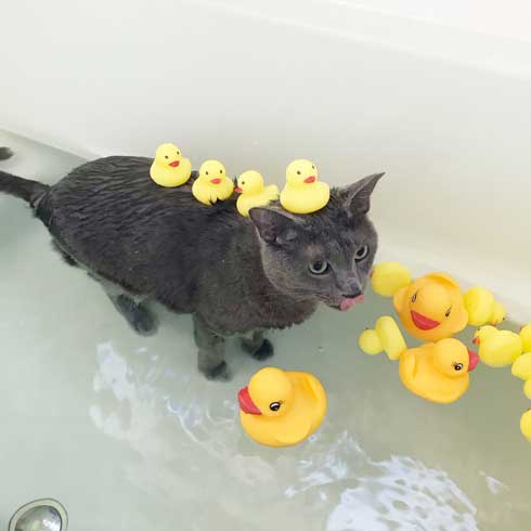 手乗り 子猫 保護 成長 猫