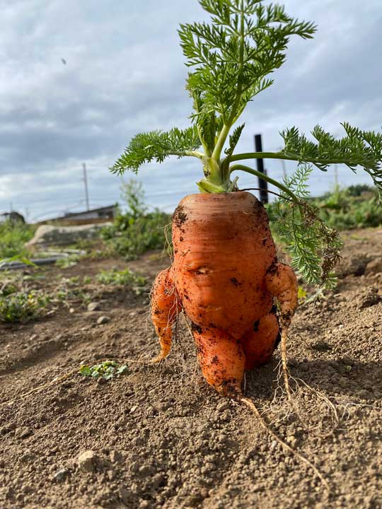 ヤバい ニンジン 形 収穫 歩く 強そう 足