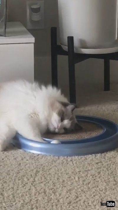 「Passively Playful Pet || ViralHog」