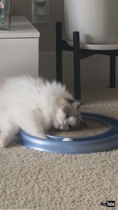 「Passively Playful Pet || ViralHog」