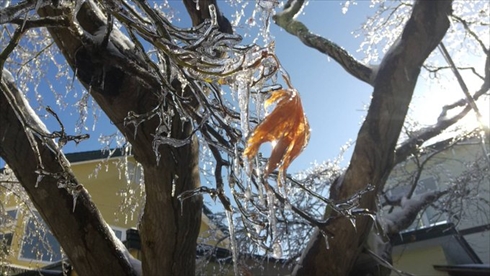 雨氷 神秘的 北海道