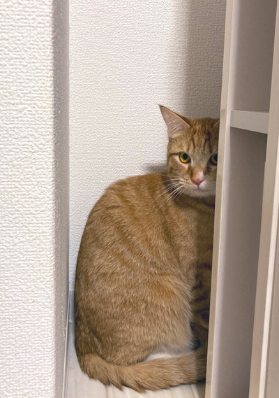 いたずら小判くん