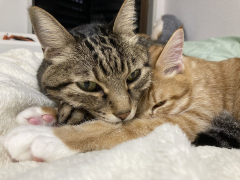 殿くんと小判くん