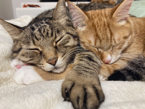 殿くんと小判くん