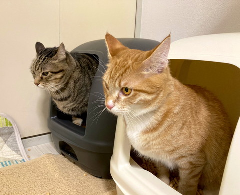 殿くんと小判くん