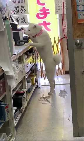 梅ちゃん