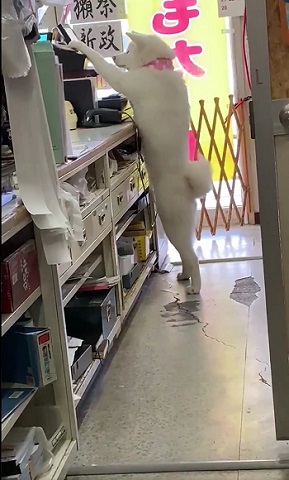 梅ちゃん
