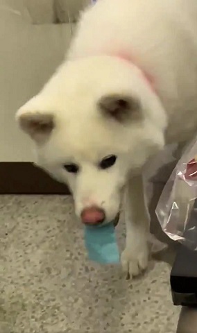 梅ちゃん