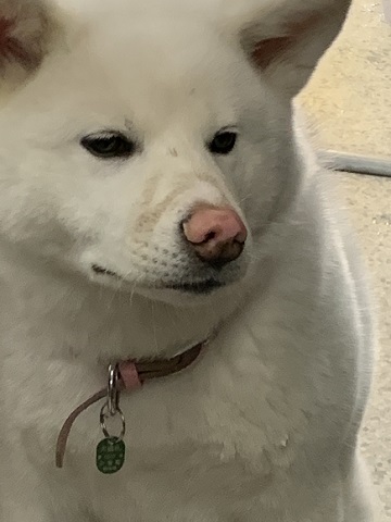梅ちゃん