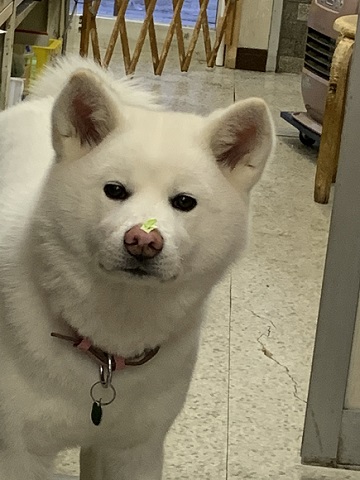 梅ちゃん