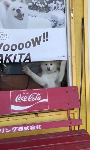 梅ちゃん