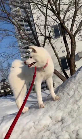 梅ちゃん