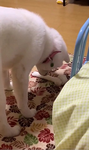 梅ちゃん