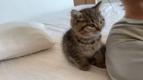 子猫 くっついて寝たい どんぐり君