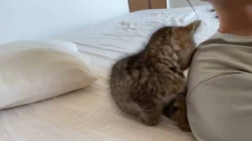 子猫 くっついて寝たい どんぐり君