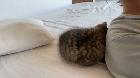 子猫 くっついて寝たい どんぐり君